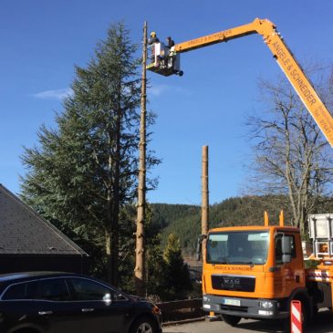 Fällungen mit der Hebebühne